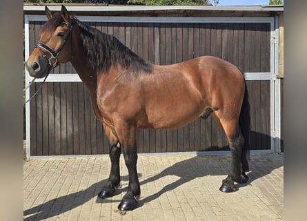 Polish Warmblood Mix, Gelding, 9 years, 15,1 hh, Brown
