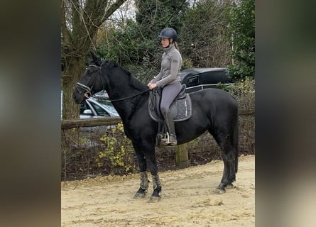 Polish Warmblood, Mare, 10 years, 15,2 hh, Black