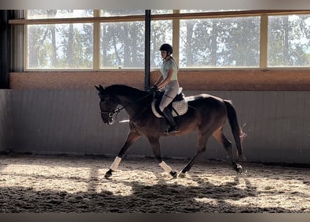 Polish Warmblood, Mare, 10 years, 16,1 hh, Bay-Dark