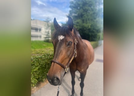 Polish Warmblood, Mare, 11 years, 14,2 hh, Brown