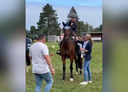 Polish Warmblood, Mare, 12 years, 16 hh, Brown