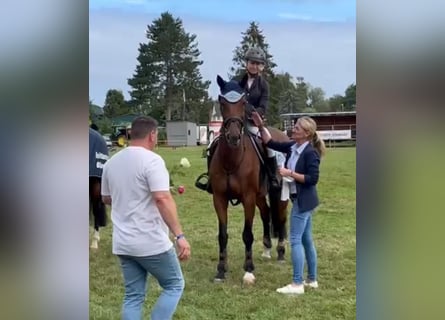 Polish Warmblood, Mare, 12 years, 16 hh, Brown