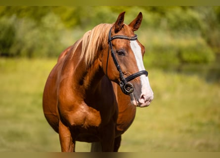 Polish Warmblood, Mare, 14 years, 16,1 hh, Chestnut-Red