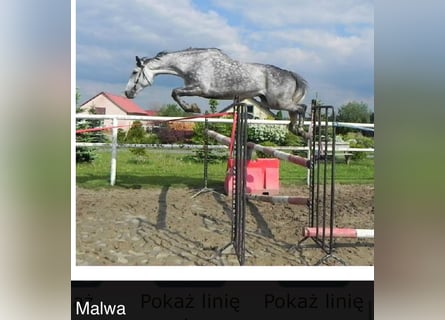 Polish Warmblood, Mare, 17 years, 16,1 hh, Gray