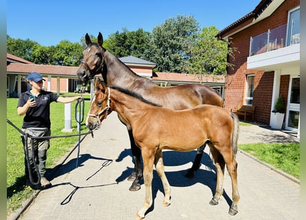 Polish Warmblood, Mare, 18 years, 16.2 hh, Brown