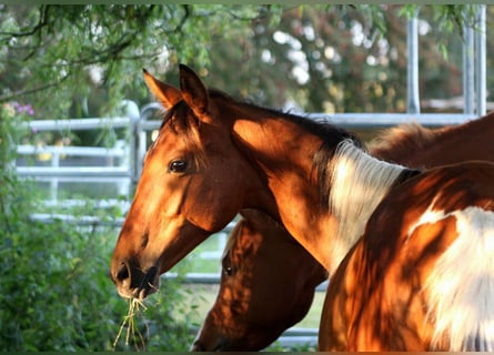 Polish Warmblood Mix, Mare, 1 year, 15,1 hh