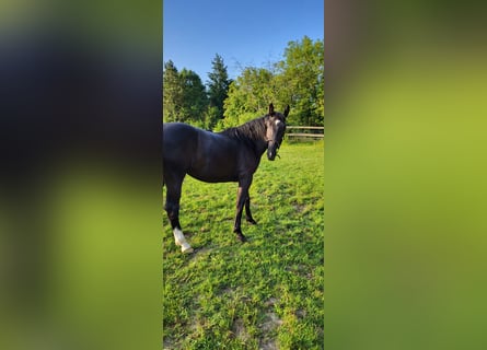 Polish Warmblood, Mare, 2 years, 16 hh, Black