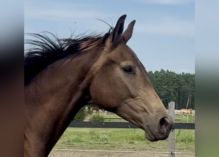 Polish Warmblood, Mare, 2 years, 16,2 hh, Buckskin