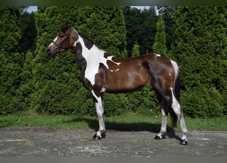 Polish Warmblood, Mare, 3 years, 15,1 hh, Pinto