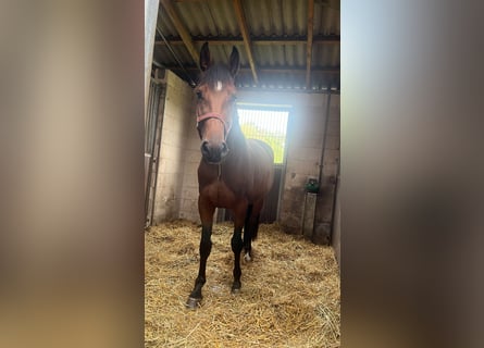 Polish Warmblood, Mare, 3 years, 16 hh, Brown