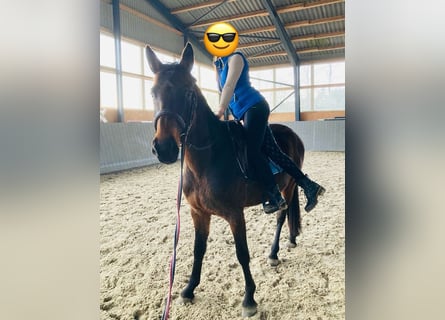 Polish Warmblood, Mare, 4 years, 16,1 hh, Bay-Dark