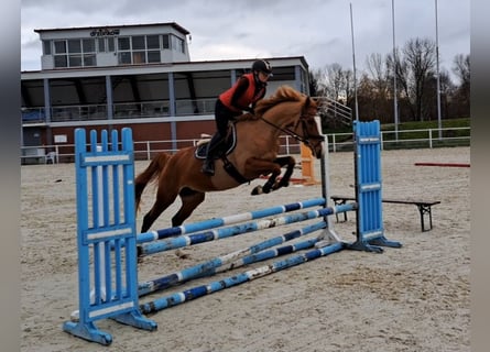 Polish Warmblood, Mare, 4 years, 16,1 hh, Chestnut-Red