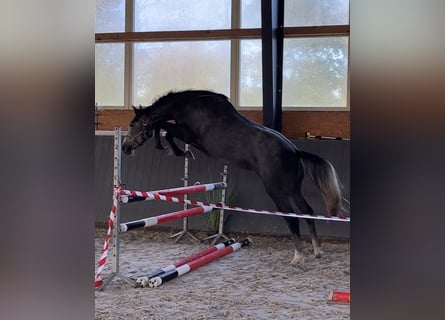 Polnisches Warmblut, Stute, 4 Jahre, 16,1 hh, Schimmel