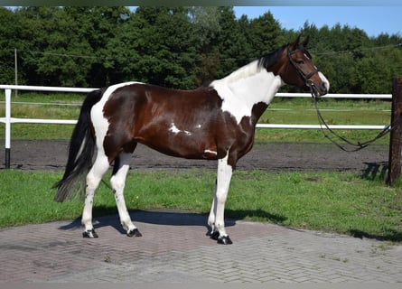 Polish Warmblood, Mare, 4 years, 16,1 hh, Pinto