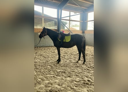 Polish Warmblood, Mare, 4 years, 16 hh, Bay-Dark