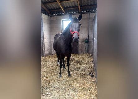 Polish Warmblood, Mare, 4 years, 16 hh, Bay-Dark