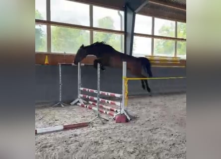 Polish Warmblood, Mare, 4 years, 16,1 hh, Bay-Dark