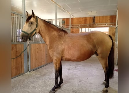 Polish Warmblood, Mare, 5 years, 15,2 hh, Dun