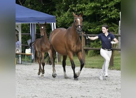 Polish Warmblood, Mare, 5 years, 16 hh