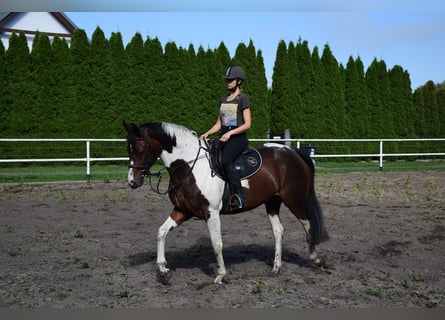 Polish Warmblood, Mare, 5 years, 16,1 hh, Pinto