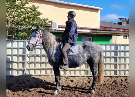 Polish Warmblood, Mare, 6 years, 15,2 hh, Gray-Dapple