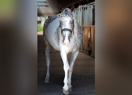 Polish Warmblood, Mare, 6 years, 15,2 hh