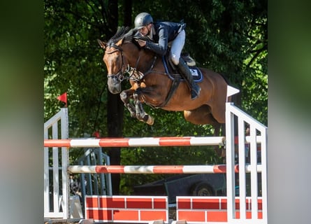 Polish Warmblood, Mare, 8 years, 16 hh, Brown