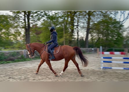 Polish Warmblood, Mare, 8 years, 16 hh, Chestnut-Red