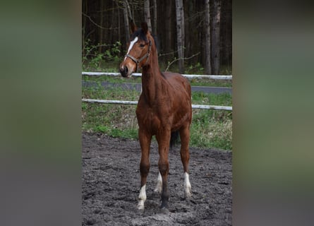 Polish Warmblood, Stallion, 1 year, 15 hh, Brown