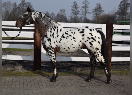 Polish Warmblood, Stallion, 8 years, 16 hh, Leopard-Piebald