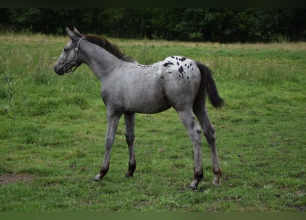 Polish Warmblood, Stallion, Foal (03/2024), 16 hh, Leopard-Piebald