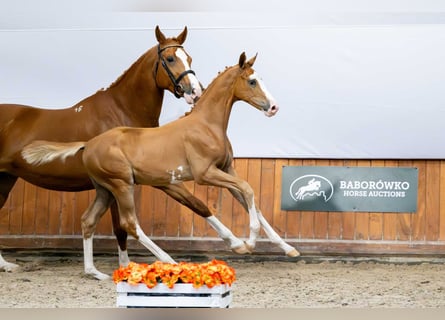 Polish Warmblood, Stallion, Foal (04/2025)