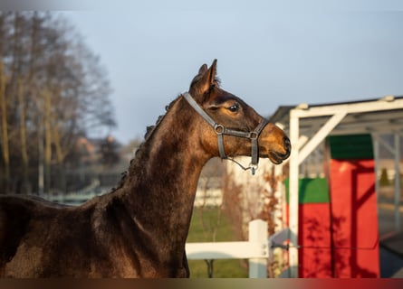 Polnisches Halbblut, Hengst, 1 Jahr, Brauner