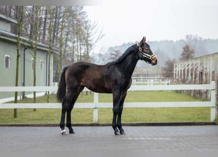 Polnisches Halbblut, Hengst, 1 Jahr, Brauner