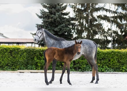 Polnisches Halbblut, Hengst, 1 Jahr, Brauner