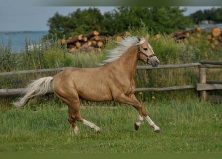 Polnisches Halbblut, Hengst, 3 Jahre, 160 cm, Palomino