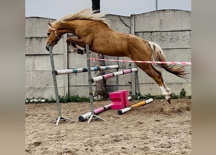 Polnisches Halbblut, Hengst, 3 Jahre, 160 cm, Palomino