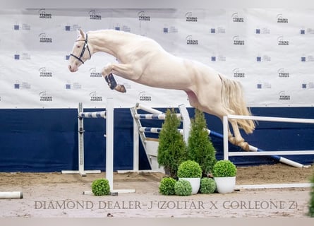 Polnisches Halbblut, Hengst, 5 Jahre, 170 cm, Cremello