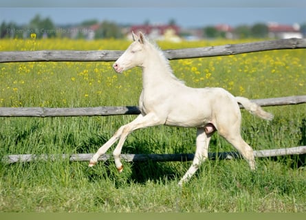 Polnisches Halbblut, Hengst, Fohlen (03/2025), 167 cm, Cremello