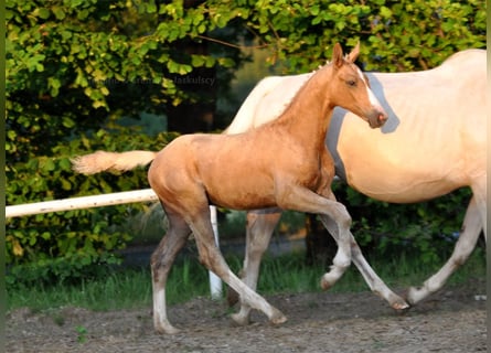 Polnisches Halbblut, Hengst, , 167 cm, Palomino