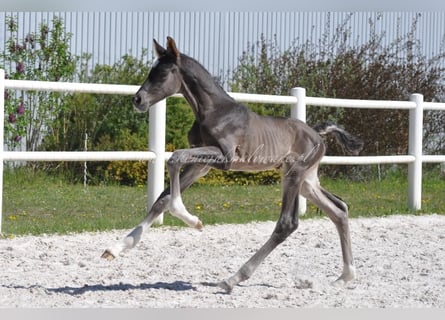 Polnisches Halbblut, Hengst, , Rappe
