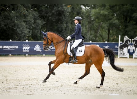 Polnisches Halbblut, Stute, 10 Jahre, 167 cm, Brauner