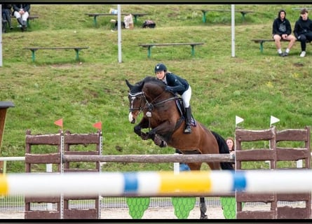 Polnisches Halbblut, Stute, 12 Jahre, 172 cm, Brauner