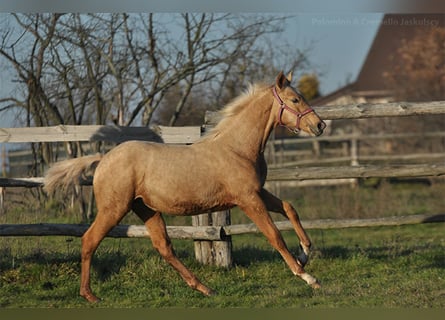 Polnisches Halbblut, Stute, 1 Jahr, 165 cm, Palomino