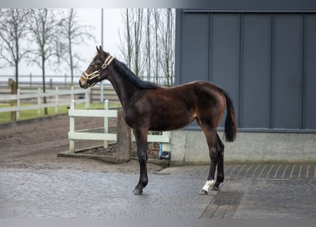 Polnisches Halbblut, Stute, 1 Jahr, Brauner