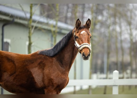 Polnisches Halbblut, Stute, 2 Jahre, Brauner