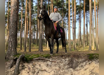 Polnisches Halbblut, Stute, 3 Jahre, 152 cm, Schwarzbrauner