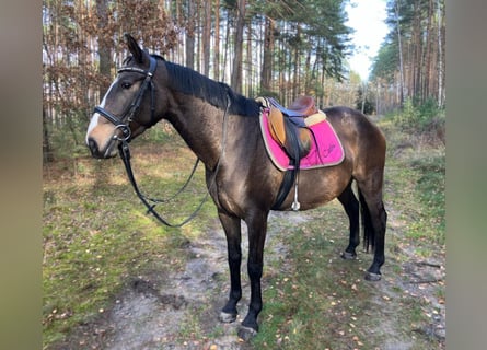 Polnisches Halbblut, Stute, 3 Jahre, 152 cm, Schwarzbrauner