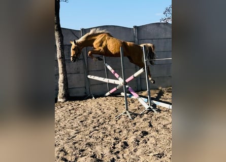 Polnisches Halbblut, Stute, 3 Jahre, 158 cm, Palomino
