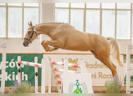 Polnisches Halbblut, Stute, 3 Jahre, 160 cm, Palomino